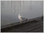 Eine M�we steht einsam ...  Julian Hoffrichter 07.09.2009