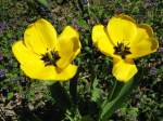 2 Blumen bei uns im Garten  ...