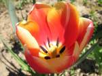 Eine Blume bei uns im Garten  ...