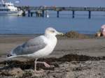 Die Strandpolizei (M�we) eilt ...  Volkmar D�ring 22.09.2009