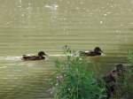 Enten im Teich im Freilichtmuseum Bad Windsheim  ...