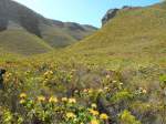 Im Fernkloof Nature Reserve ...  Beat H. Schweizer 18.10.2009