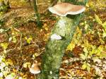 ...diese Pilze bevorzugen offensichtlich ...  Werner u. Uschi M. 31.10.2009