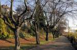 Abgelaubte  Kr�ppelbaum-Allee  in Bonn-Oberkassel ...  Rolf Reinhardt 22.11.2009