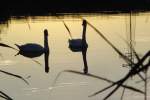 2 Schw�ne auf dem ...  Willi Dressel 26.11.2009