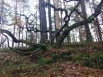 Baum im  Zauberwald  ohne ...  Willi Dressel 19.12.2009