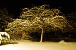Schneebedeckter Apfelbaum, fotografiert am 02.01.2010 in der D�bener Heide.  ...