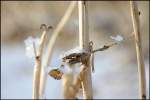 Der Winter mit seiner ...  Julian Hoffrichter 27.01.2010
