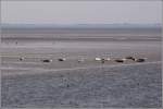 Der Nationalpark Nieders�chsisches Wattenmeer bei der Insel Alte Mellum. 20.08.2009 ...