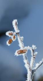 Winterblumen
(15.02.2010)    ...  Christine Wohlfahrt 16.02.2010