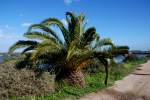 Santa Luzia/Algarve, 17.02.2010, Palme bei Pedras del Rei am �bergang ...