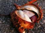 Herbst Kastanie in der aufgeplatzen Schale;091004
