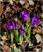 Bl�ten- und Kleinpflanzen Nun hat der Fr�hling es doch noch geschafft. Am 17.03.10 �ffneten sich die Bl�ten der Krokusse in unserem Garten. (Jeanny)