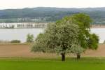 Bodensee Blick vom Seer�cken bei CH-Triboltingen auf den Untersee mit dem Damm zur Insel Reichenau und (Kloster) Hegne im Hintergrund (26.04.2009) 