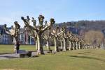 Radikalschnitt einer Allee am ...  Rolf Reinhardt 19.03.2010