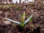 Bl�ten- und Kleinpflanzen Fr�hlingsknotenblume bahnt sich seinen Weg an die Erdoberfl�che;100320