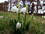 Bl�ten- und Kleinpflanzen Fr�hlingsknotenblumen ;100320