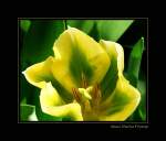 Bl�ten- und Kleinpflanzen Holl�ndische Tulpe - Keukenhof, Niederlande