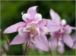 Bl�ten- und Kleinpflanzen Akelei. 05.06.2006