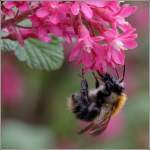 Insekten und Spinnen Eine Hummel sucht in den Bl�ten einer Blutjohannisbeere nach Nahrung. 30.04.2006