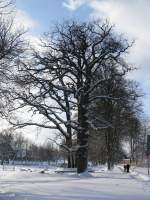 Nordwestmecklenburg Grevesm�hlen; Eichen in der B�rgerwiese, 30.01.2010