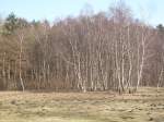 Inseln R�gen und Hiddensee Noch sind diese Birken kahl doch in wenigen Wochen werden Diese wieder Bl�tter tragen.