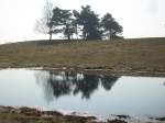 Inseln R�gen und Hiddensee Spiegelbilder auf einem Pf�tzchen.
