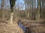 Inseln R�gen und Hiddensee Auch dieses kleine B�chlein im Wald flie�t wieder dahin.