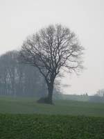 Baum an der Stra�e ...  Manfred Hellmann 27.03.2010