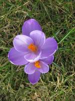 Bl�ten- und Kleinpflanzen Krokus