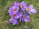 Bl�ten- und Kleinpflanzen Bunter fr�hlingsstrau� I