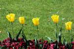 Bl�ten- und Kleinpflanzen Es ist Fr�hling !
