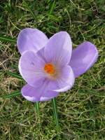 Bl�ten- und Kleinpflanzen Krokus als Fr�hlingsbote