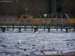 Karwendelgebirge Das Wetter kann noch so st�rmerisch und regnerisch sein wie es m�chte. Die Tiere lassen es sich nicht nehmen trotz all dem gem�tlich auf der Wasseroberfl�che zu sitzen. 28.03.2010