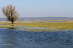 Oderbruch, Lebuser Land M�rz 2010 an der Oder, im Hintergrund tummeln sich G�nse.