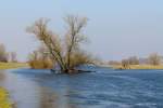 Oderbruch, Lebuser Land M�rz 2010, die Oderwiesen sind noch unter Wasser.
