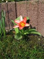 Bl�ten- und Kleinpflanzen Fr�hlingsblume