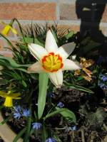 Bl�ten- und Kleinpflanzen Fr�hlingsblumen
