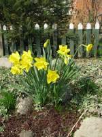 Bl�ten- und Kleinpflanzen Glockenblume