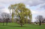Wenigstens schon etwas  Gr�nes  ...  Rolf Reinhardt 07.04.2010
