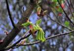  Fr�hlings-Treiben  an einem Baum ...  Rolf Reinhardt 09.04.2010