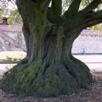 Dieser sehr alte Baum ...  Christine Wohlfahrt 13.05.2010