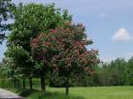 Bl�hende Kastanienb�ume;100524   ...