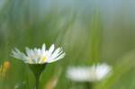 G�nsebl�mchen, Makro-Aufnahme   ...  Helmut W. Hoffmann 12.06.2010