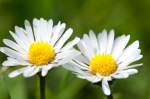 G�nsebl�mchen, Makro-Aufnahme   ...  Helmut W. Hoffmann 12.06.2010