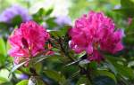 Rhododendron-Bl�ten. Gesehen in Bad Sassendorf/NRW   ...