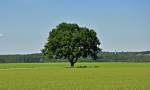 Der Einzelg�nger ! Einsamer Baum mitten in einem riesigen Feld bei ...