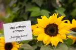 Sonnenblumenbl�te, gesehen in der ...  Helmut W. Hoffmann 16.07.2010