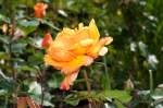 gelbe Rose, gesehen auf ...  Helmut W. Hoffmann 16.07.2010