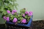 K�bel mit Rosen bei meinen Kumpel in 25421 Pinneberg-  ...